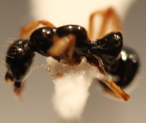  (Thaumatomyrmex ANTCNP_sp2 - YB-BCI14021)  @12 [ ] No Rights Reserved  Unspecified Unspecified
