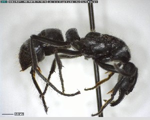  (Neoponera foetida - YB-BCI149912)  @13 [ ] CreativeCommons - Attribution (2017) Yves Basset Smithsonian Tropical Research Institute