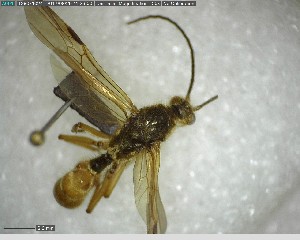  (Neoponera curvinodis - YB-BCI123923)  @13 [ ] CreativeCommons - Attribution (2017) Yves Basset Smithsonian Tropical Research Institute