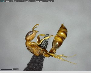  ( - YB-BCI141465)  @11 [ ] CreativeCommons - Attribution (2017) Yves Basset Smithsonian Tropical Research Institute