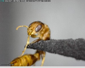  ( - YB-BCI141465)  @11 [ ] CreativeCommons - Attribution (2017) Yves Basset Smithsonian Tropical Research Institute