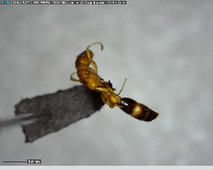  (Pseudomyrmex ADK8809 - YB-BCI144206)  @12 [ ] CreativeCommons - Attribution (2017) Yves Basset Smithsonian Tropical Research Institute