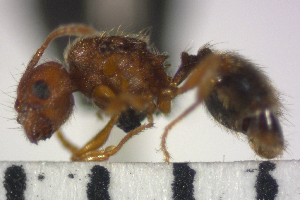  (Pheidole dasypyx - YB-BCI43038)  @13 [ ] No Rights Reserved  Unspecified Unspecified