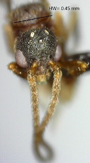  (Strumigenys spathula - YB-BCI155008)  @11 [ ] No Rights Reserved  Unspecified Unspecified