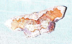  (Leptostales angulataDHJ02 - YB-BCI190951)  @11 [ ] No Rights Reserved  Unspecified Unspecified
