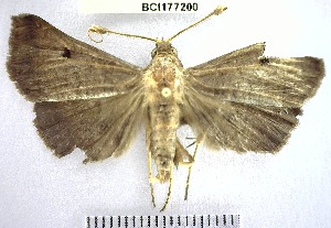  ( - YB-BCI177200)  @11 [ ] No Rights Reserved  Unspecified Unspecified