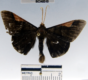  ( - YB-BCI48510)  @14 [ ] No Rights Reserved  Unspecified Unspecified