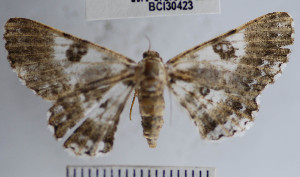  ( - YB-BCI30423)  @11 [ ] No Rights Reserved  Unspecified Unspecified