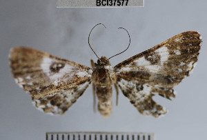  ( - YB-BCI37577)  @11 [ ] No Rights Reserved  Unspecified Unspecified