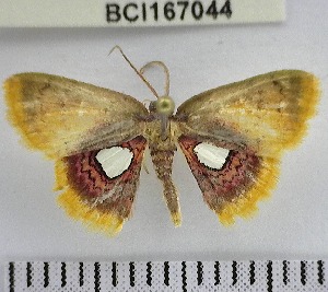  (Tricentra sp. 8YB - YB-BCI167044)  @11 [ ] No Rights Reserved  Unspecified Unspecified