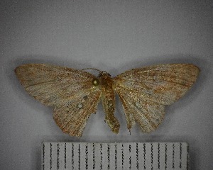  (Cyclophora sp. 6YB - YB-BCI182870)  @11 [ ] No Rights Reserved  Unspecified Unspecified