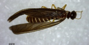  ( - YB-BCI138078)  @12 [ ] Unspecified (default): All Rights Reserved  No Rights Reserved Unspecified