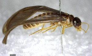  ( - YB-BCI138078)  @12 [ ] Unspecified (default): All Rights Reserved  No Rights Reserved Unspecified