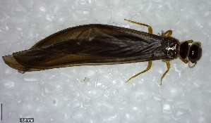  ( - YB-BCI138101)  @12 [ ] Unspecified (default): All Rights Reserved  No Rights Reserved Unspecified