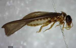  ( - YB-BCI138102)  @12 [ ] Unspecified (default): All Rights Reserved  No Rights Reserved Unspecified