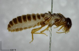  ( - YB-BCI138123)  @12 [ ] Unspecified (default): All Rights Reserved  No Rights Reserved Unspecified