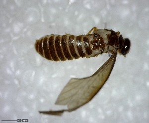  ( - YB-BCI138125)  @12 [ ] Unspecified (default): All Rights Reserved  No Rights Reserved Unspecified