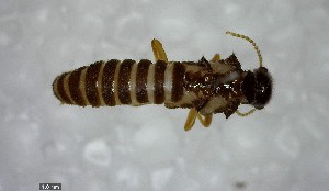  ( - YB-BCI138126)  @12 [ ] Unspecified (default): All Rights Reserved  No Rights Reserved Unspecified