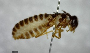  ( - YB-BCI138126)  @12 [ ] Unspecified (default): All Rights Reserved  No Rights Reserved Unspecified