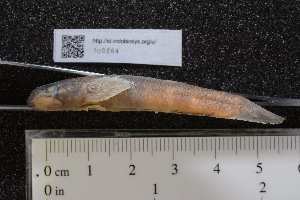  ( - INDOBIOSYS-CCDB25209-F05)  @11 [ ] CreativeCommons - Attribution Non-Commercial Share-Alike (2016) SNSB, Staatliche Naturwissenschaftliche Sammlungen Bayerns ZSM (SNSB, Zoologische Staatssammlung Muenchen)