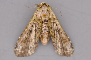  ( - INDOBIOSYS-CCDB27498-F12)  @13 [ ] CreativeCommons - Attribution Non-Commercial Share-Alike (2016) SNSB, Staatliche Naturwissenschaftliche Sammlungen Bayerns ZSM (SNSB, Zoologische Staatssammlung Muenchen)