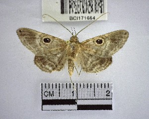  ( - YB-BCI171664)  @11 [ ] No Rights Reserved  Unspecified Unspecified