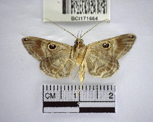  ( - YB-BCI171664)  @11 [ ] No Rights Reserved  Unspecified Unspecified