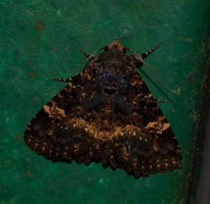  ( - YB-BCI184538)  @11 [ ] No Rights Reserved  Unspecified Unspecified