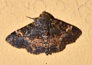  ( - YB-BCI184540)  @11 [ ] No Rights Reserved  Unspecified Unspecified