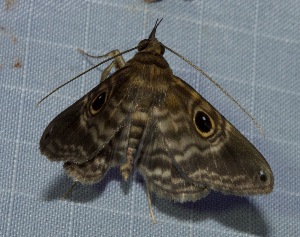  (Ocalaria - YB-BCI184551)  @11 [ ] No Rights Reserved  Unspecified Unspecified