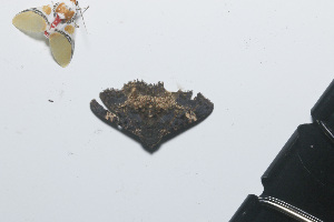  ( - YB-BCI184584)  @11 [ ] No Rights Reserved  Unspecified Unspecified