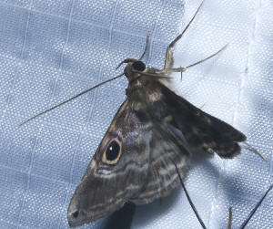  ( - YB-BCI184586)  @11 [ ] No Rights Reserved  Unspecified Unspecified