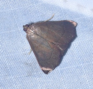  ( - YB-BCI184719)  @11 [ ] No Rights Reserved  Unspecified Unspecified