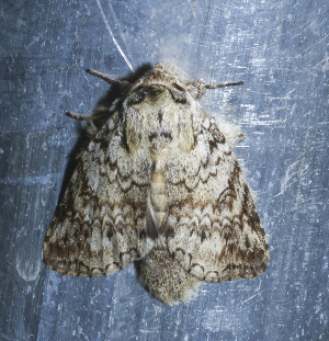  ( - YB-BCI184724)  @11 [ ] No Rights Reserved  Unspecified Unspecified