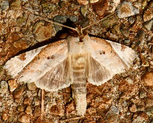  ( - YB-BCI187561)  @11 [ ] No Rights Reserved  Unspecified Unspecified