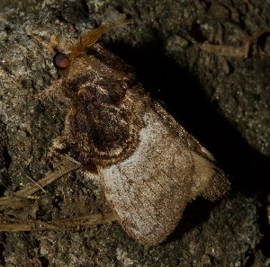  ( - YB-BCI187595)  @11 [ ] No Rights Reserved  Unspecified Unspecified