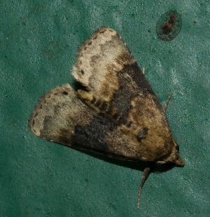  ( - YB-BCI187677)  @11 [ ] No Rights Reserved  Unspecified Unspecified