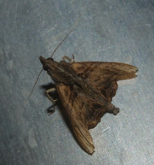  ( - YB-BCI187685)  @11 [ ] No Rights Reserved  Unspecified Unspecified