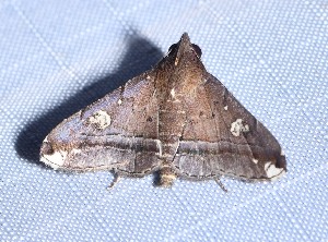  ( - YB-BCI188531)  @11 [ ] No Rights Reserved  Unspecified Unspecified