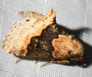  ( - YB-BCI188647)  @11 [ ] No Rights Reserved  Unspecified Unspecified