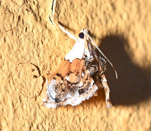  ( - YB-BCI188880)  @11 [ ] No Rights Reserved  Unspecified Unspecified