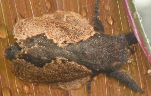  ( - YB-BCI188886)  @11 [ ] No Rights Reserved  Unspecified Unspecified