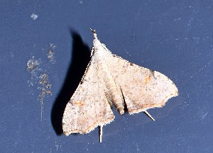  ( - YB-BCI188984)  @11 [ ] No Rights Reserved  Unspecified Unspecified