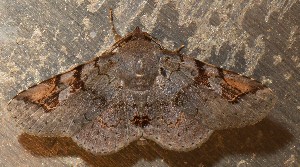  ( - YB-BCI189211)  @11 [ ] No Rights Reserved  Unspecified Unspecified