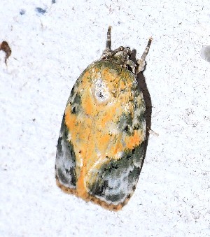  ( - YB-BCI189489)  @11 [ ] No Rights Reserved  Unspecified Unspecified