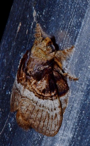  ( - YB-BCI189496)  @11 [ ] No Rights Reserved  Unspecified Unspecified