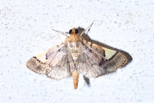  (Deuterophysa BioLep508 - YB-BCI189588)  @11 [ ] No Rights Reserved  Unspecified Unspecified