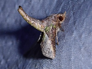  ( - YB-BCI189652)  @11 [ ] No Rights Reserved  Unspecified Unspecified