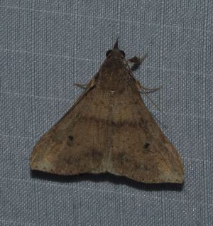  (Tetanolita nolualis - YB-BCI189821)  @11 [ ] No Rights Reserved  Unspecified Unspecified