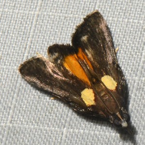  (Semnia sp. 15YB - YB-BCI189869)  @11 [ ] No Rights Reserved  Unspecified Unspecified